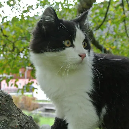 Panzió Haus Fischer Nassfeldblick 3*