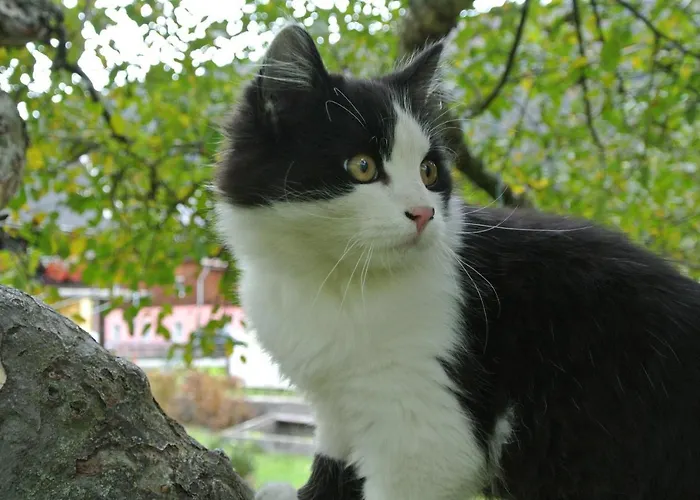 Frühstückspension Haus Fischer Nassfeldblick 3*